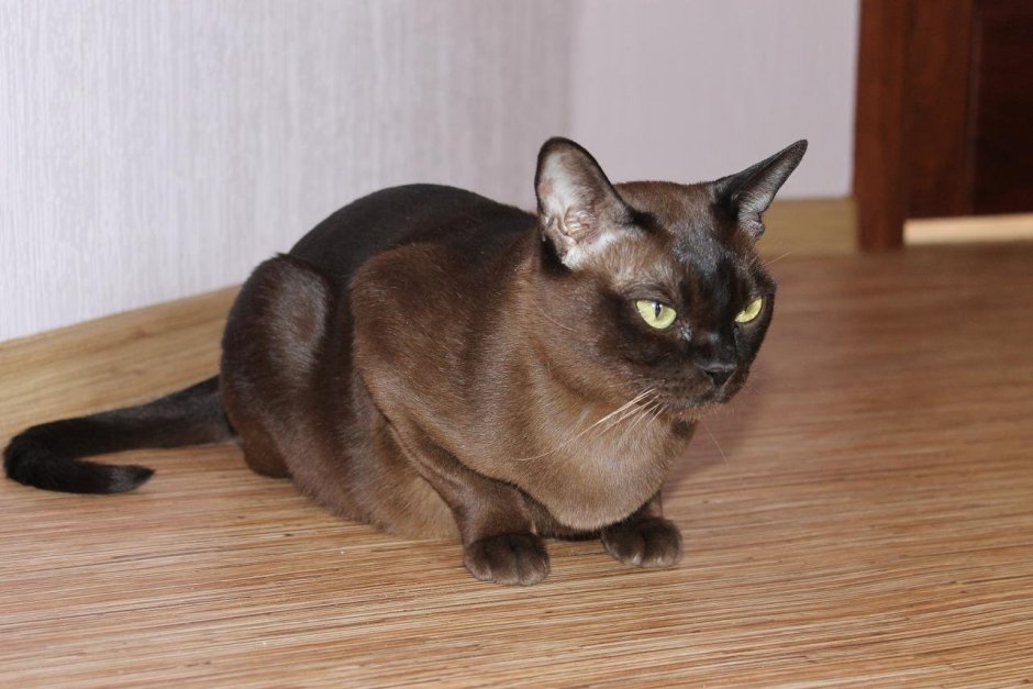 Бурманская кошка