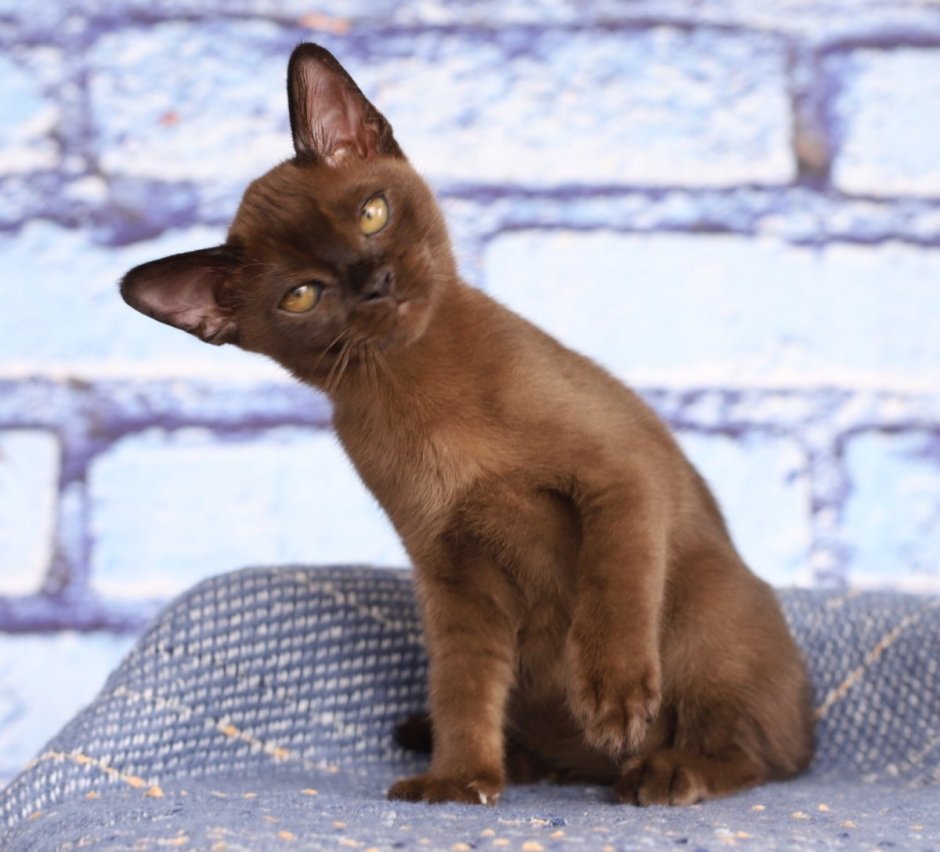 Бирма кошка гладкошерстная