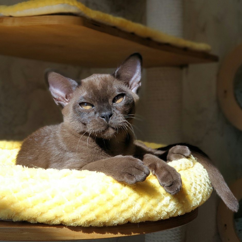 Бурманская кошка вислоухая