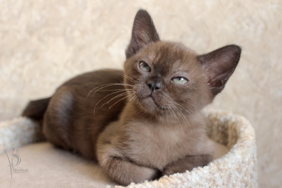 Бурманская кошка