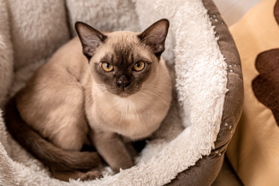 Ориентальная кошка Бурма