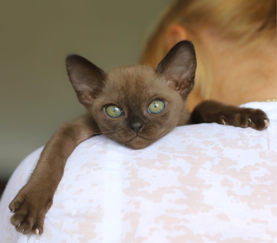 К BURSHALY сайт