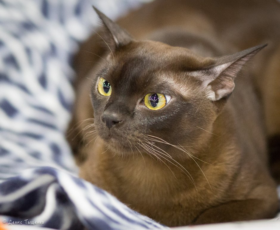 Белые волоски у Соболиной Бурмы