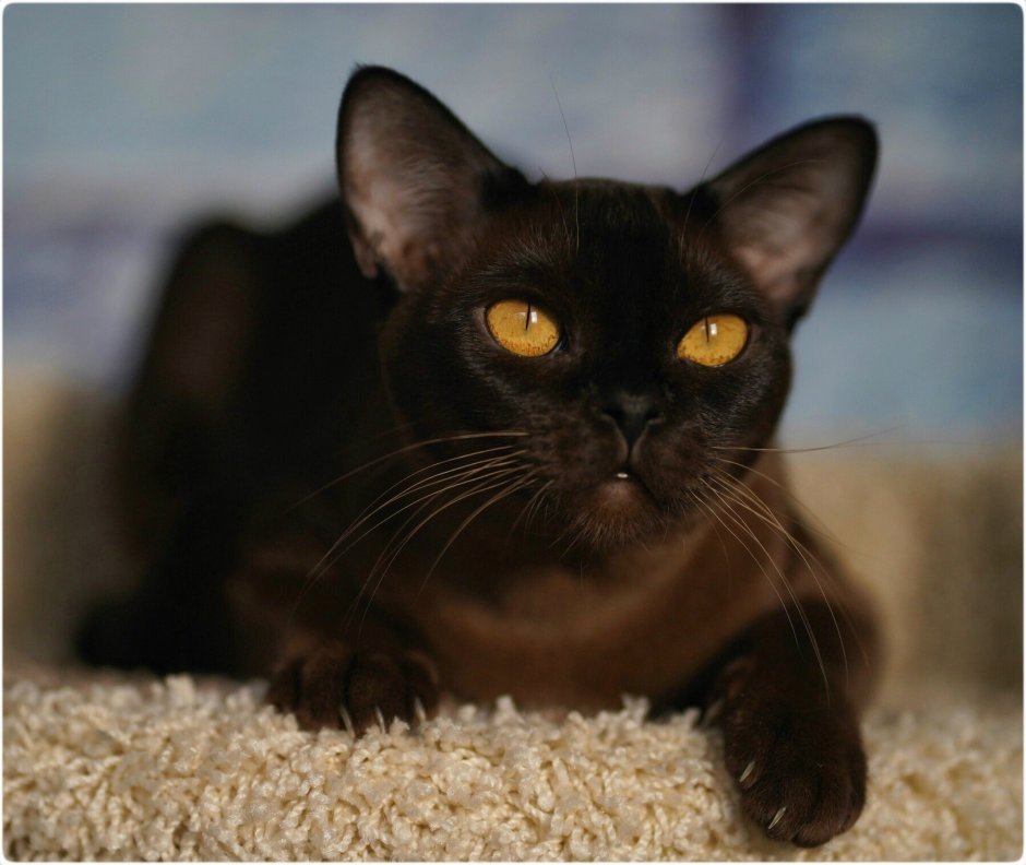 Бурманская кошка котята