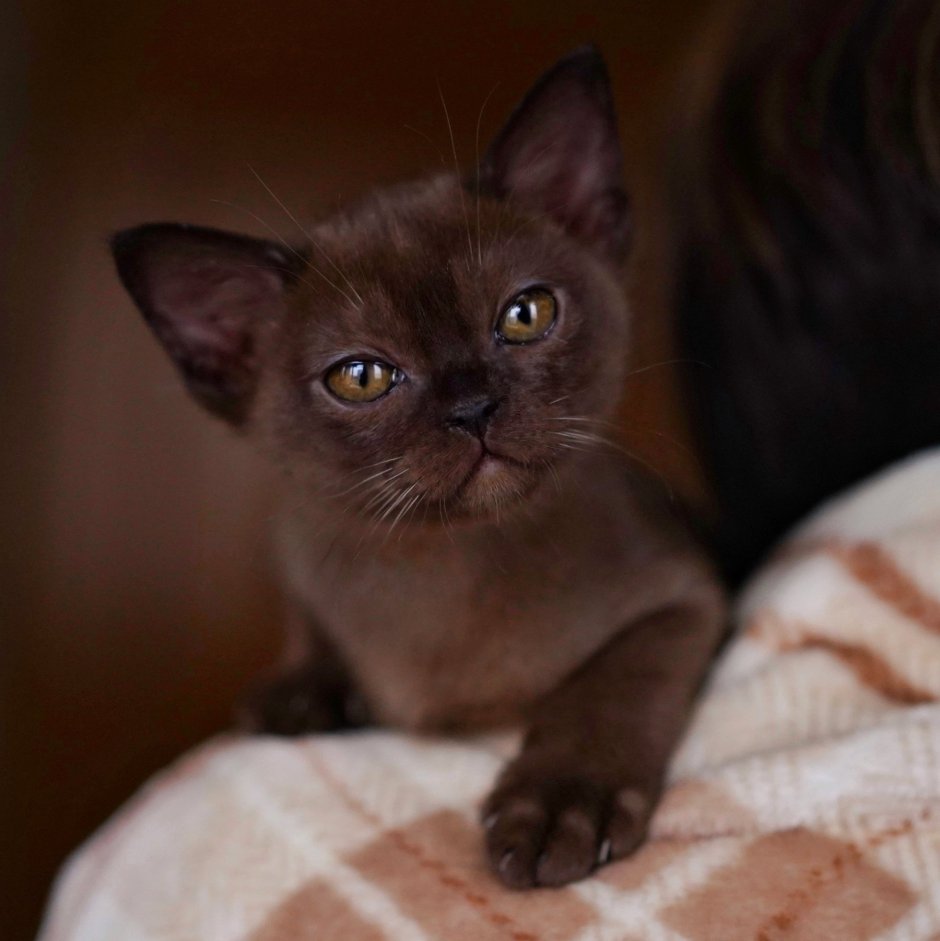 Бурманская кошка