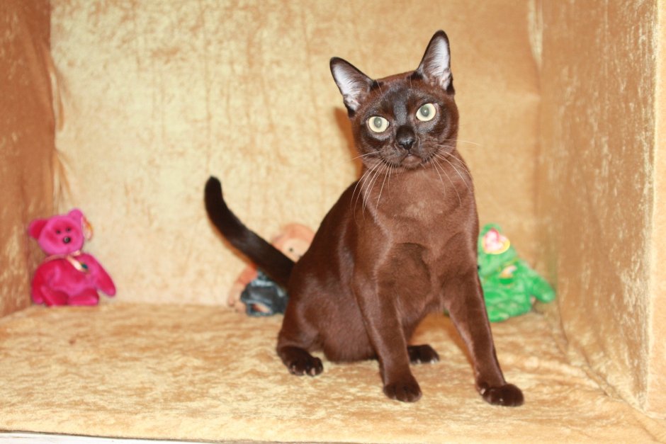 Бурма кошка