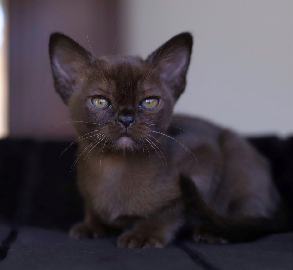 Бурманский кот соболиный окрас