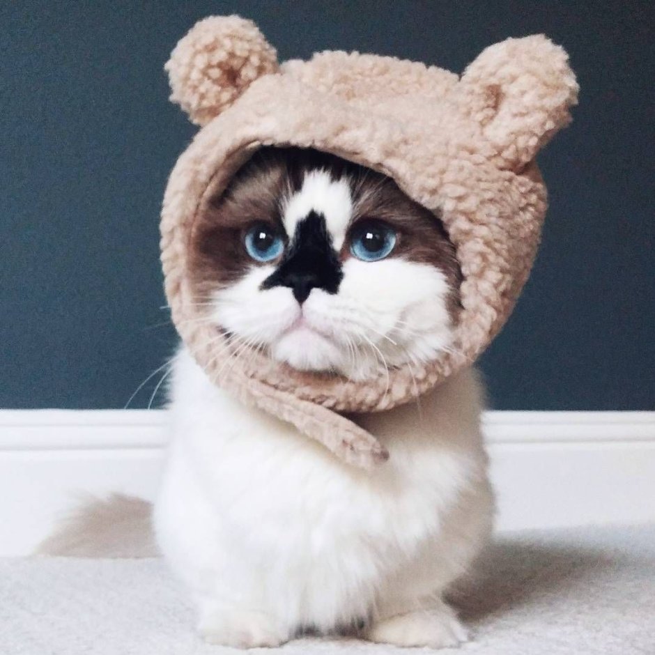 Кот Альберт Манчкин