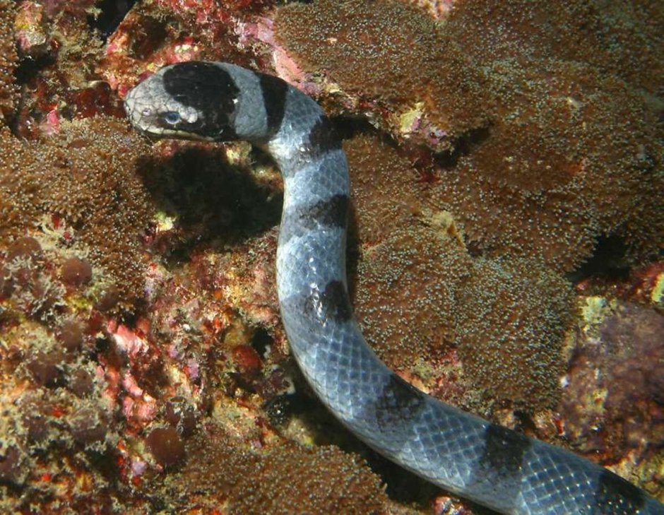 Морская змея плоскохвост