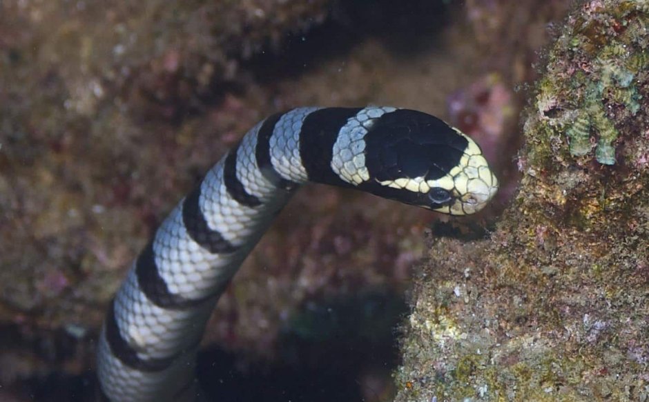 Hydrophis cyanocinctus