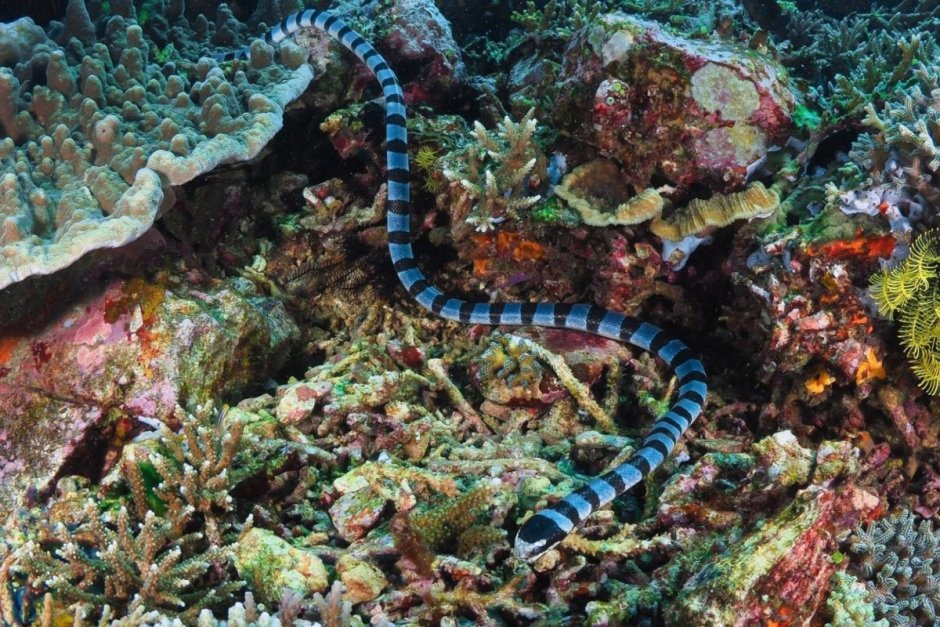 Морские змеи в Красном море ядовитые