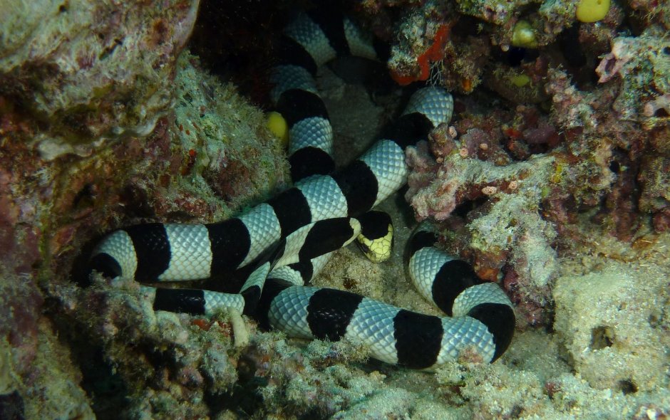 Hydrophis belcheri