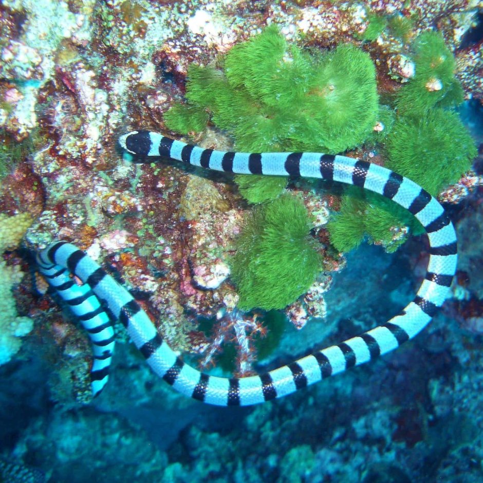 Морской Крайт плоскохвост
