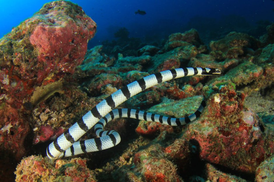 Черноголовая морская змея