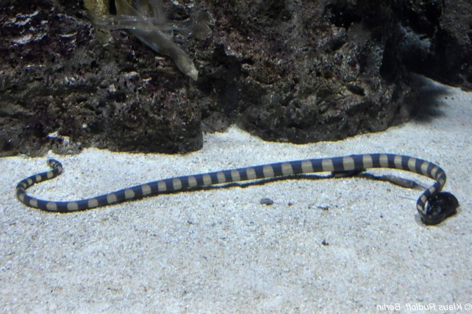 Aipysurus duboisii
