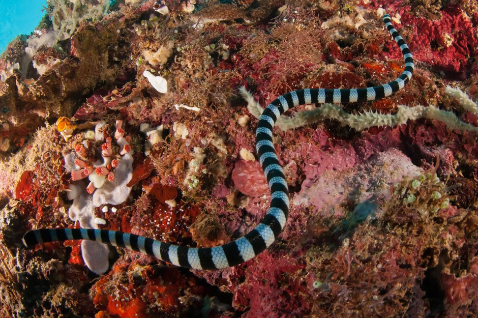 Belcher Sea Snake