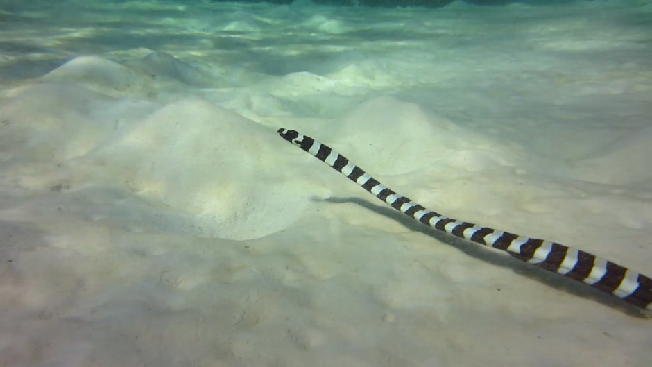 Palaeophis magreblanus