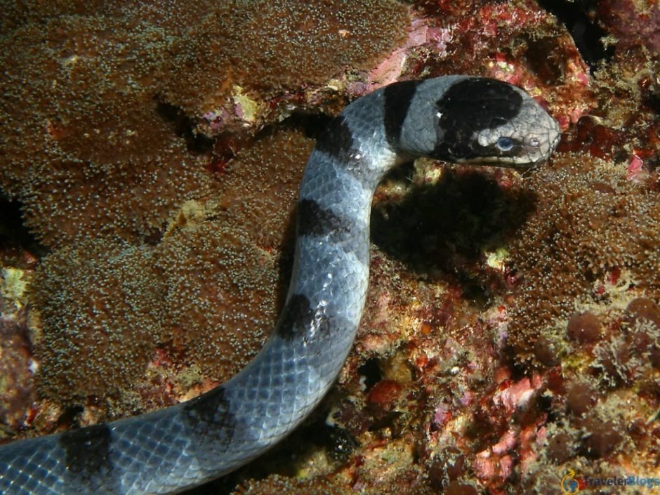 Морская змея мультяшная