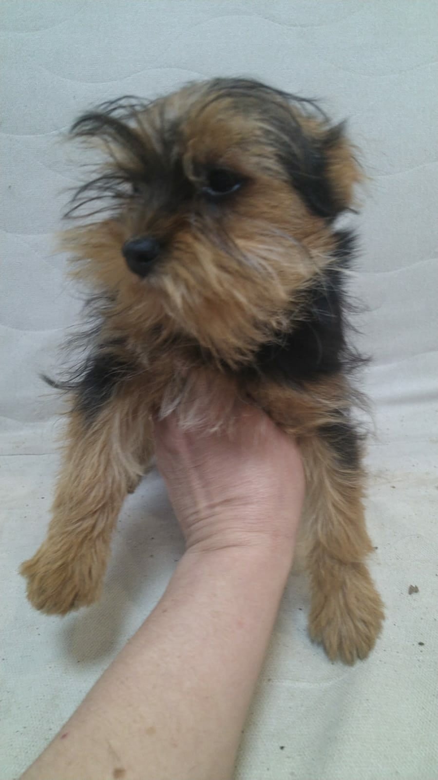 Метис Йорка