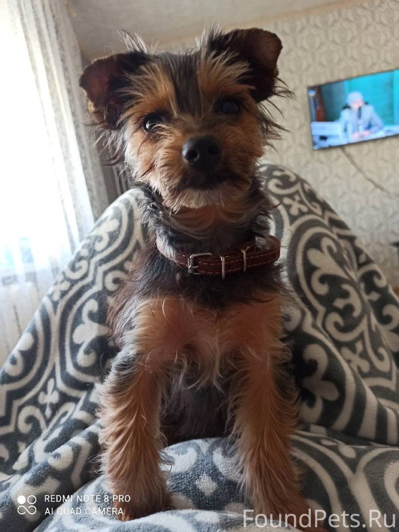 Помесь Рассел и пудель