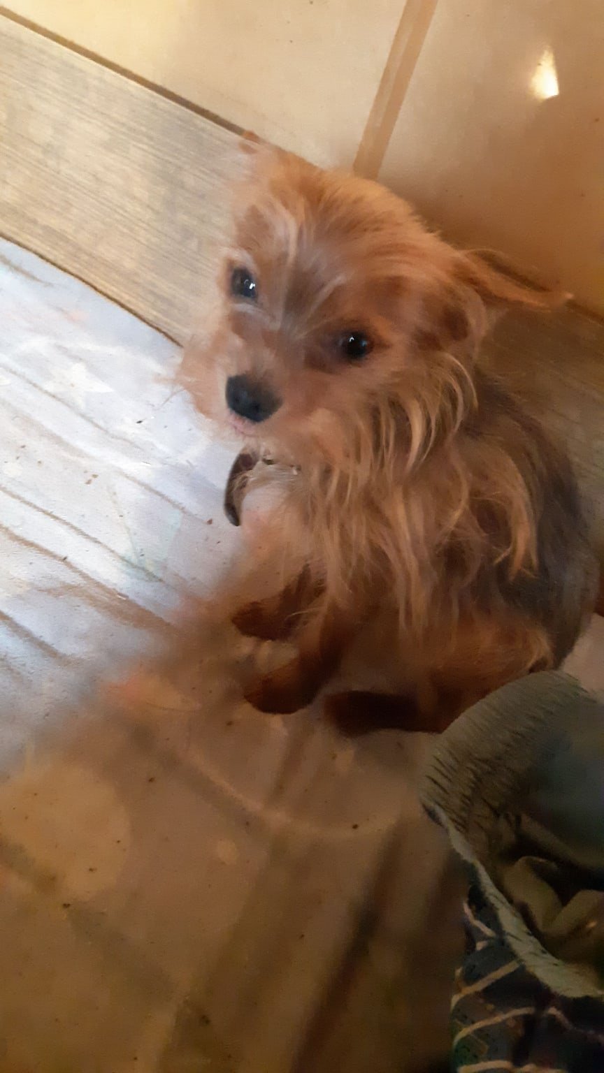 Помесь Джек Рассела и Йорка