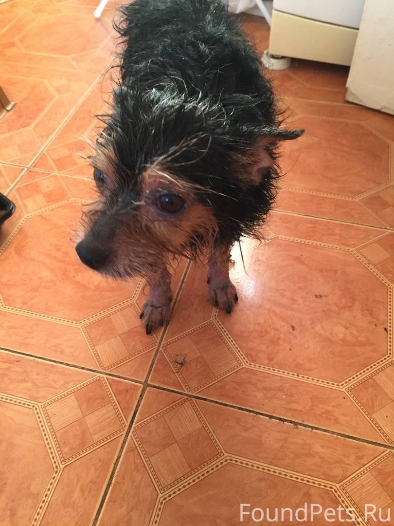 Йоркширский терьер помесь
