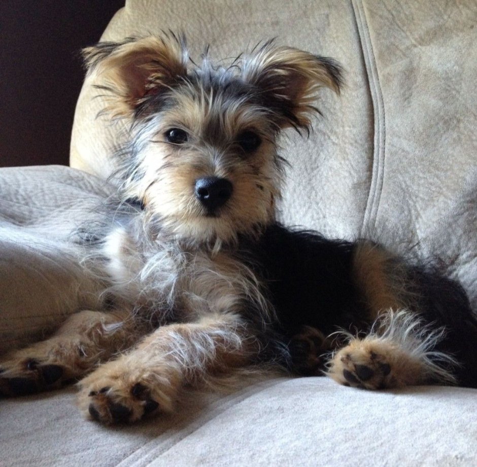 Йорк черный с рыжим