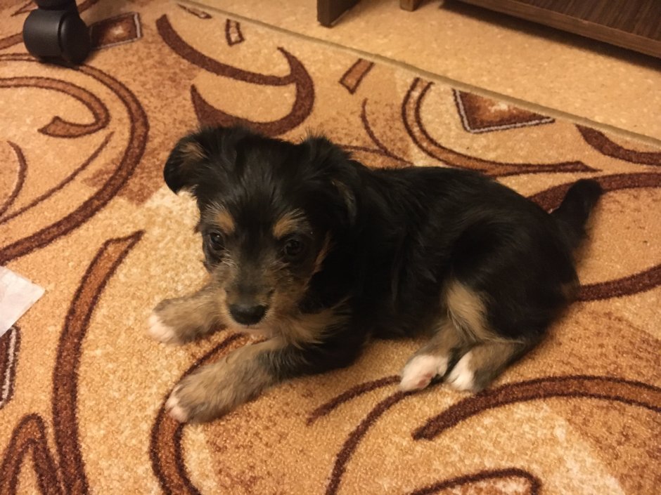 Йоркширский.терьер метис дворняжка