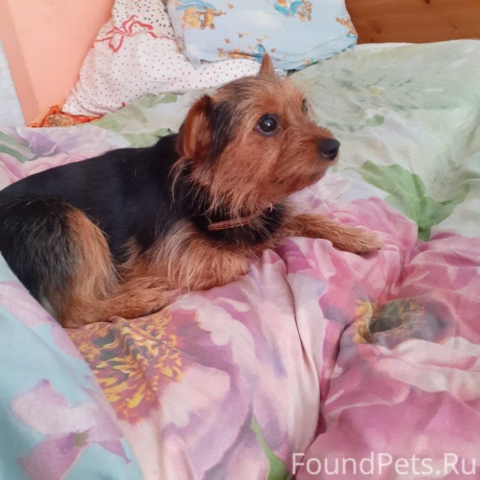 Метис Рассел терьера