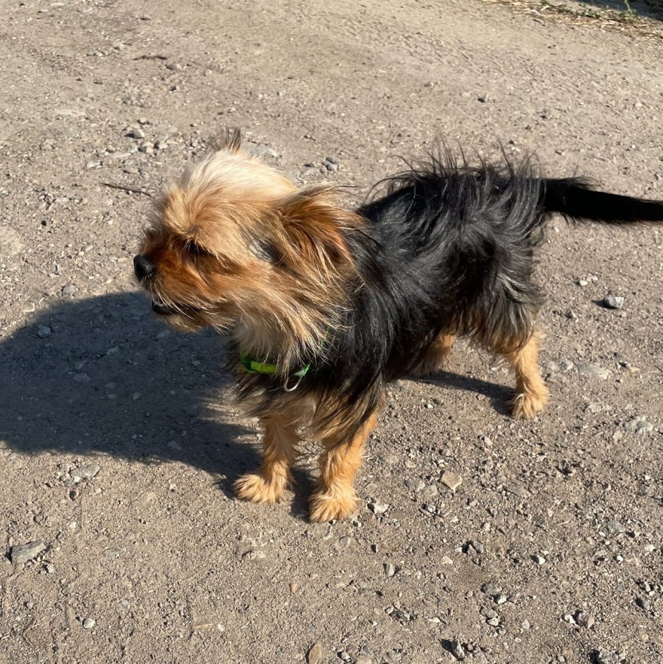 Йоркшир шнауцер