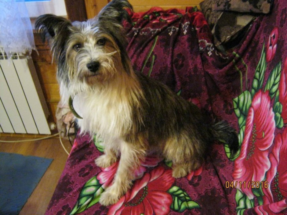 Метис Йорка и той терьера