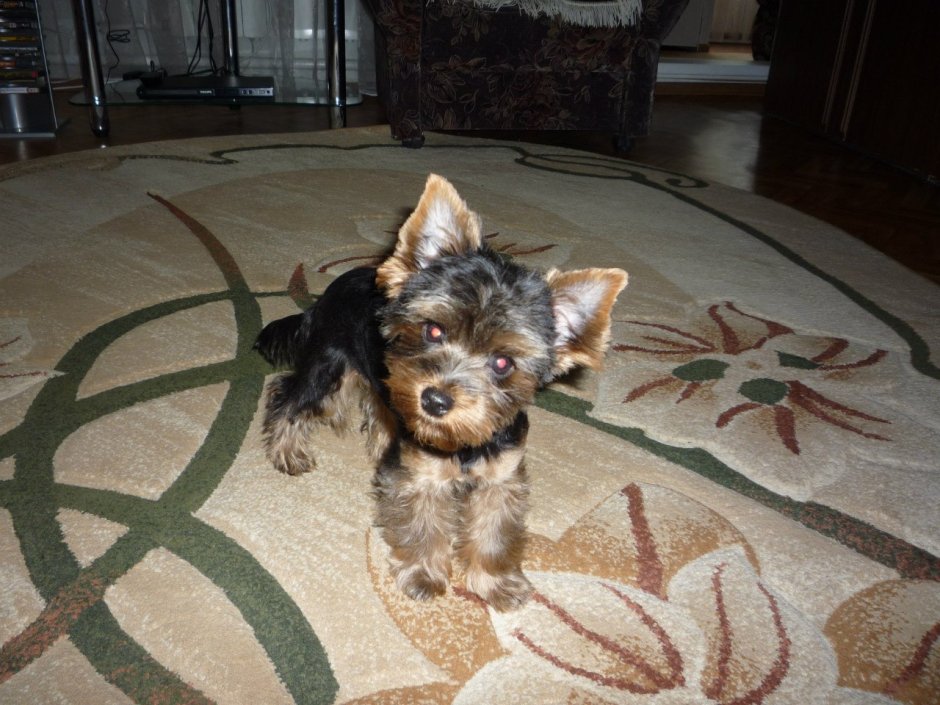 Метис Йорка и пекинеса