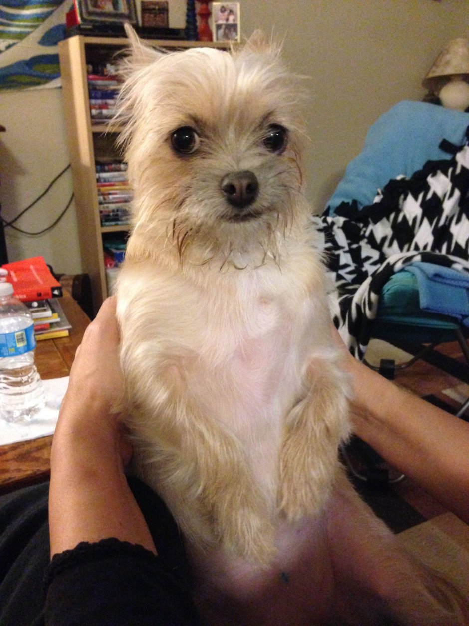 Гриффон собака метис