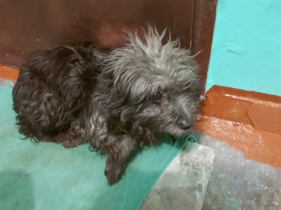 Йоркширский терьер с болонкой