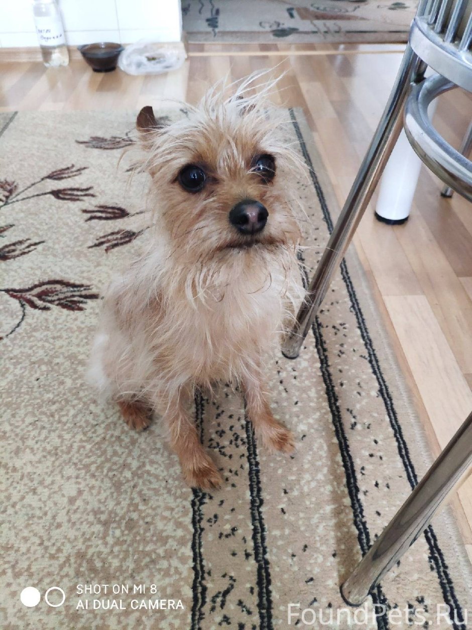 Отдам даром йоркширского терьера