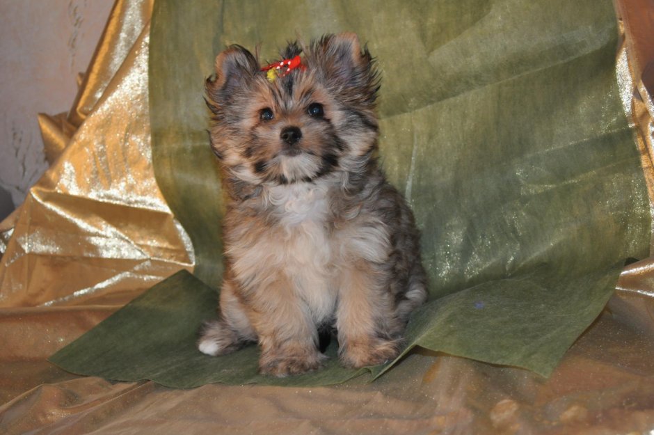 Помесь Йорка и чихуахуа
