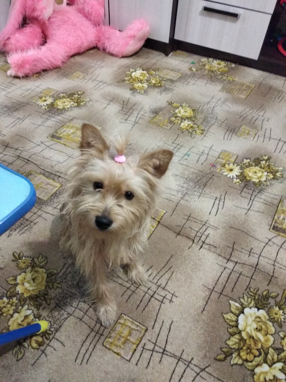 Помесь Скай терьера