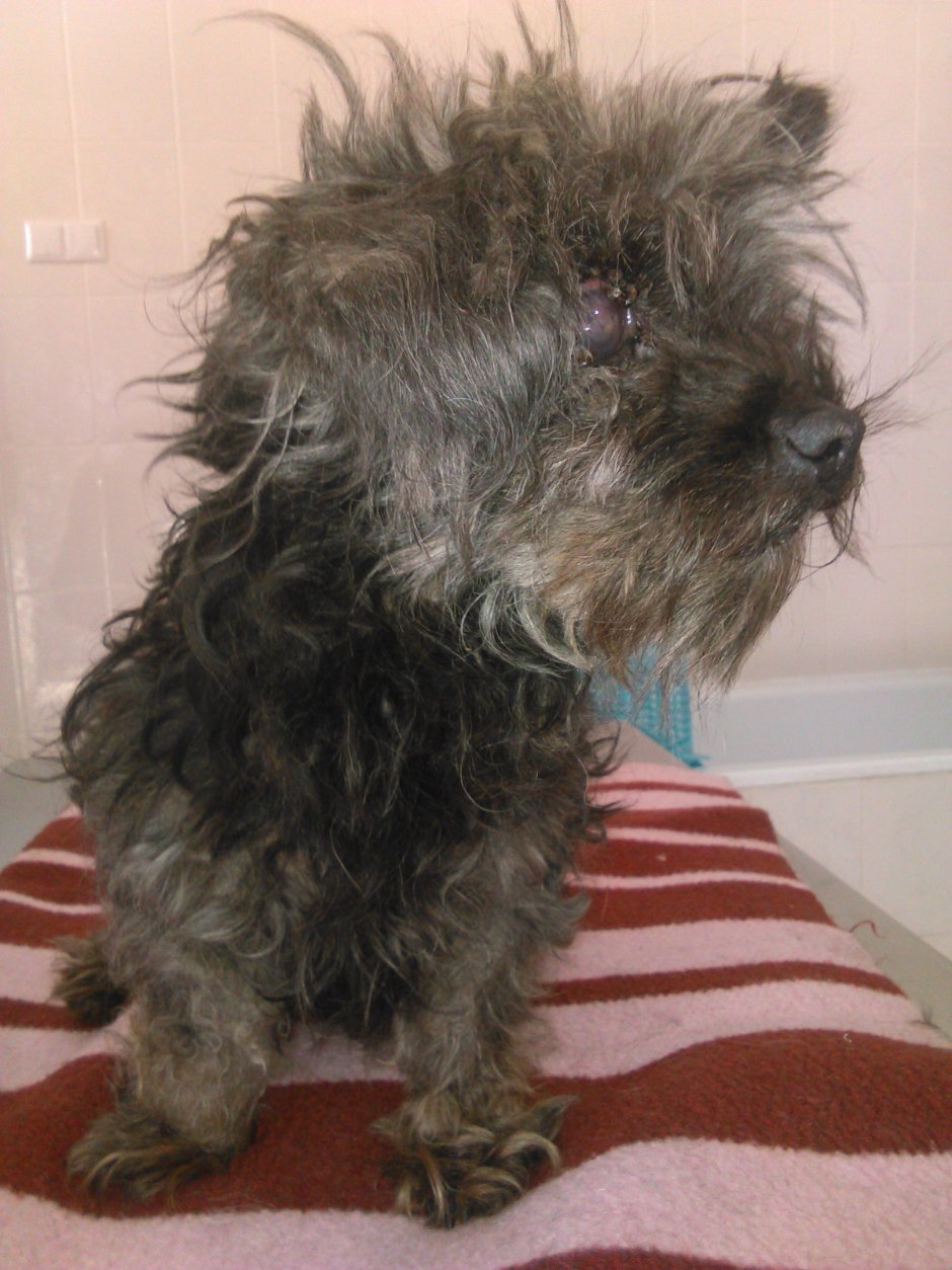 Щенки метисы Йорка