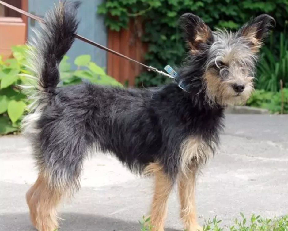 Йорк 3 месяца метисы