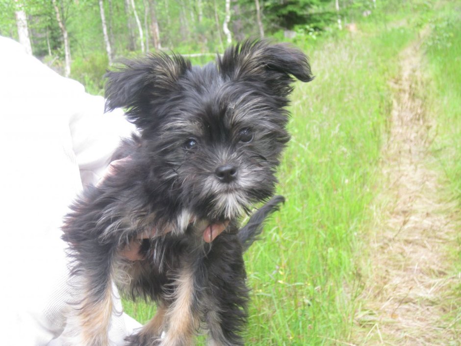 Смесь Йорка и пинчера