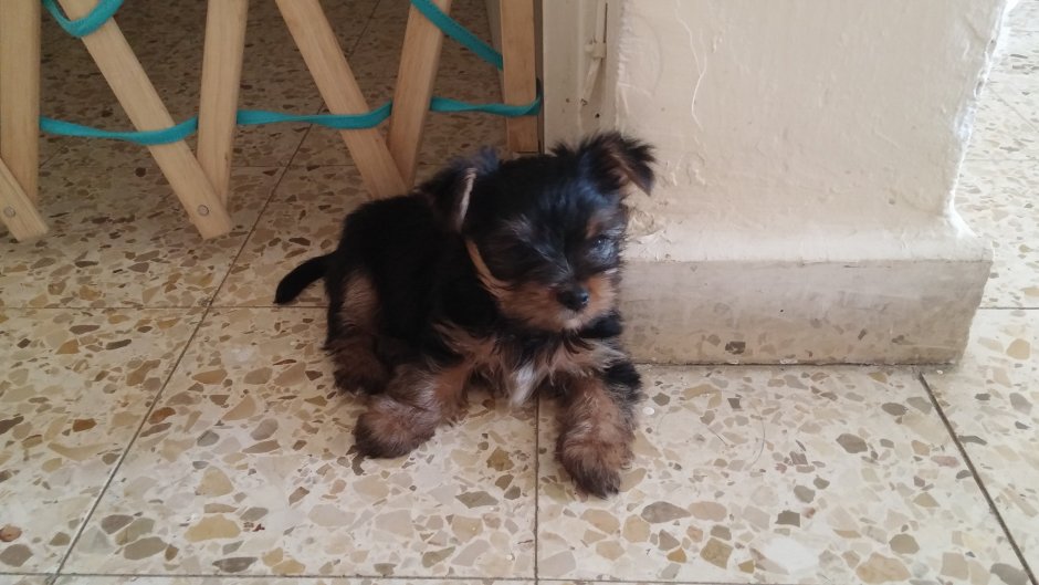 Помесь Йорка и пуделя