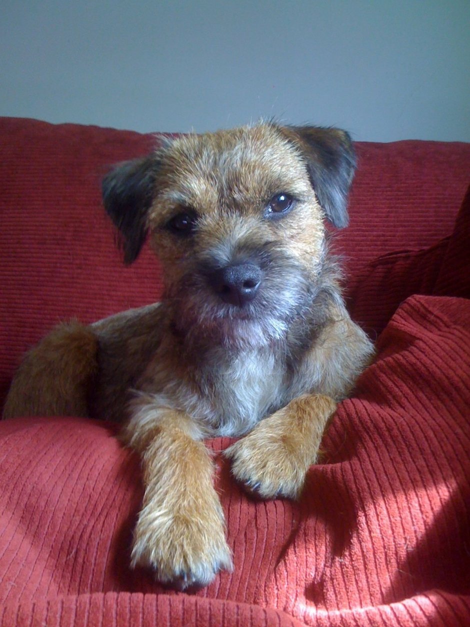 Метис Йорка и спаниеля