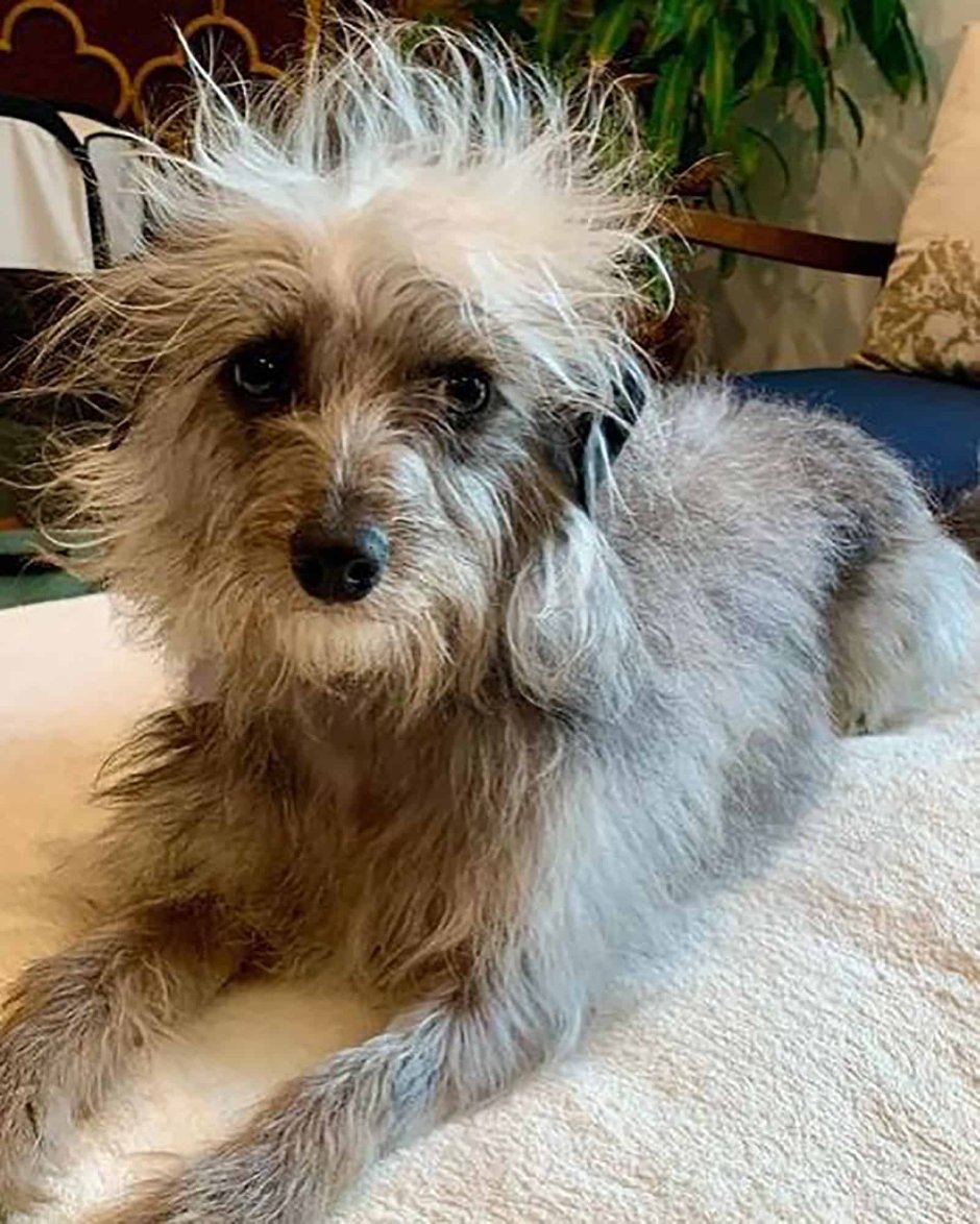 Джек Рассел Йорк помесь Йорка