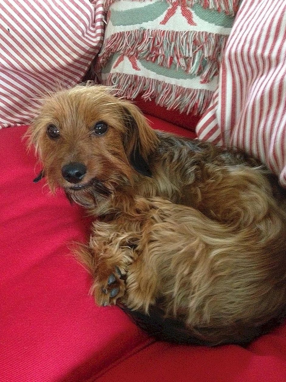 Метис Джек Рассела и Йорка