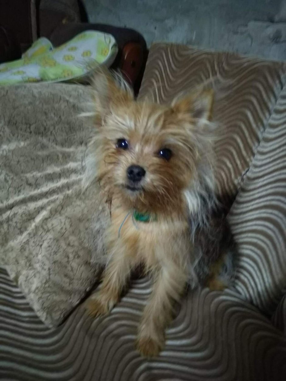 Shorkie Puppy for sale