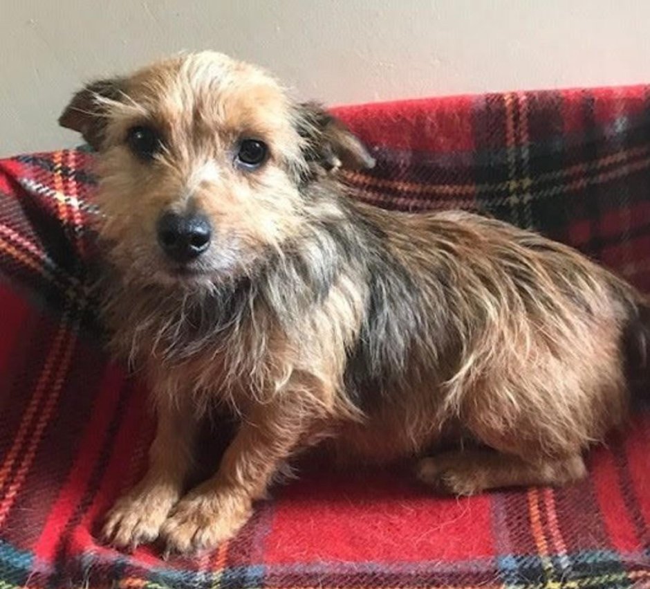 Метис Джек Рассела и Йорка