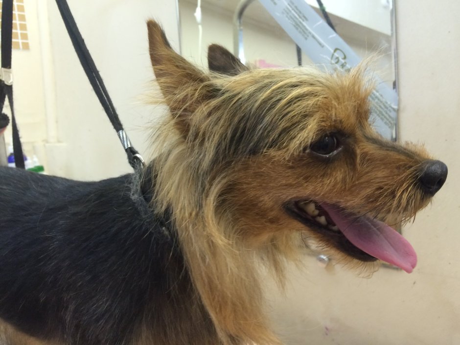 Метис Йорка и спаниеля