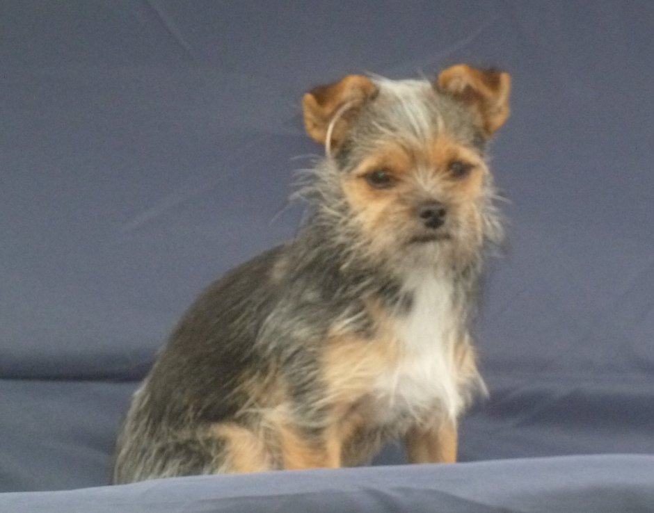 Помесь Йорка и Болонки