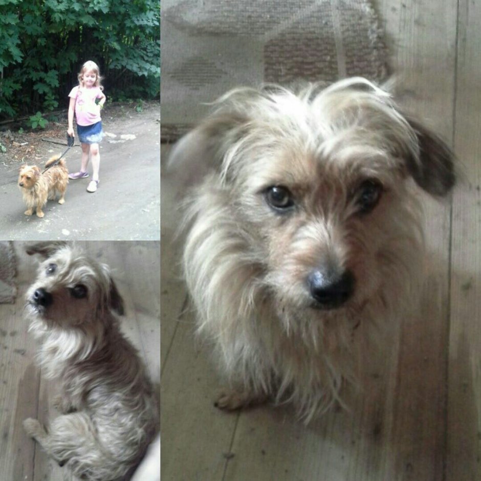 Метис тоя и Йорка