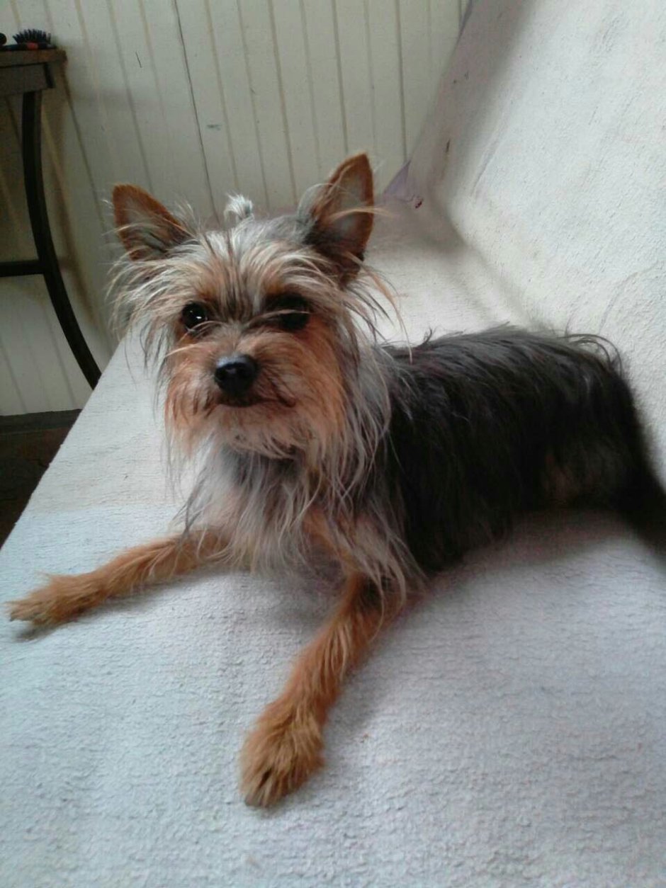 Собака зори